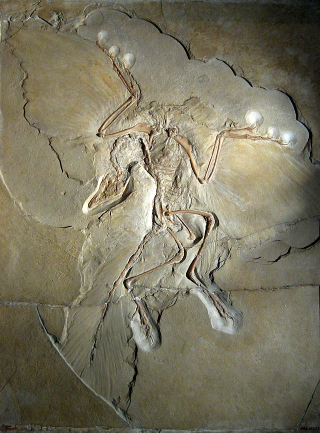 Illustration for article titled A Comprehensive Guide to Dinosaur Feathers and Scales